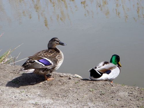 spring bird duck