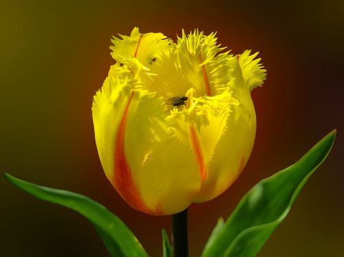 spring flower tulip