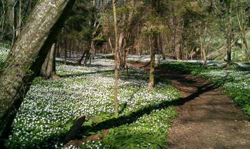 spring kobbeaen bornholm