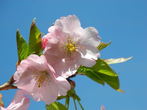 spring mandelbaeumchen almond blossom