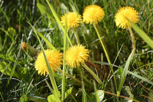 spring dandelion yellow