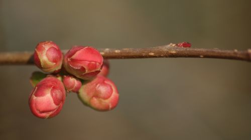 spring flower bud branch
