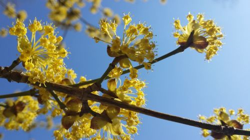 spring blossom sky