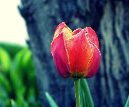 spring tulip red