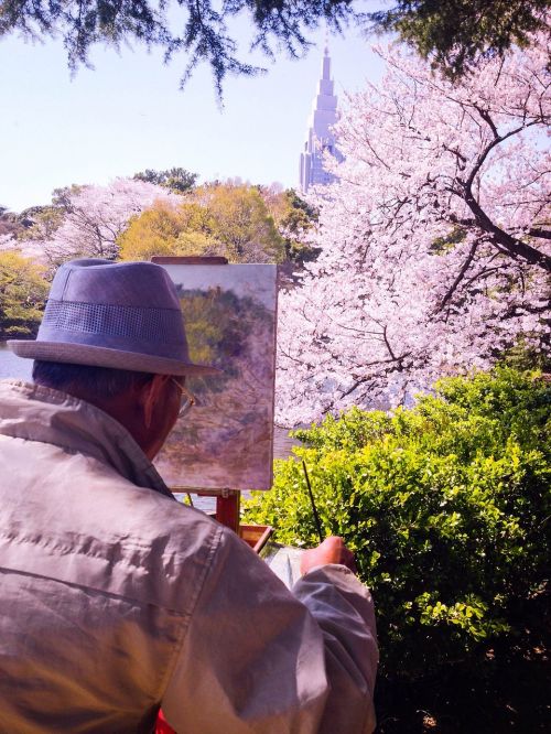 spring sakura japan