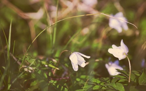 spring flowers nature