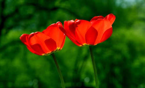 spring tulip flower