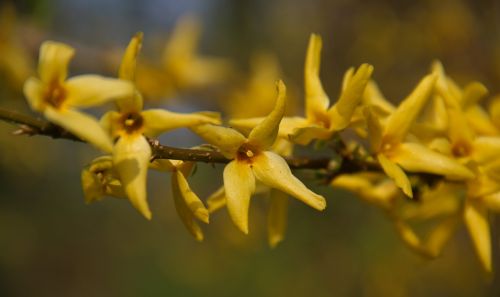 spring plant flowers