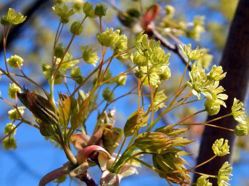 spring colors green