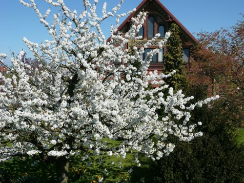 spring blossom nature