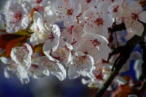 spring flowers cherries