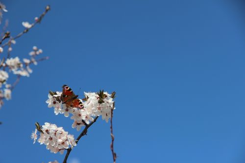 spring butterfly flower