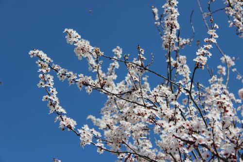 spring cherry flower