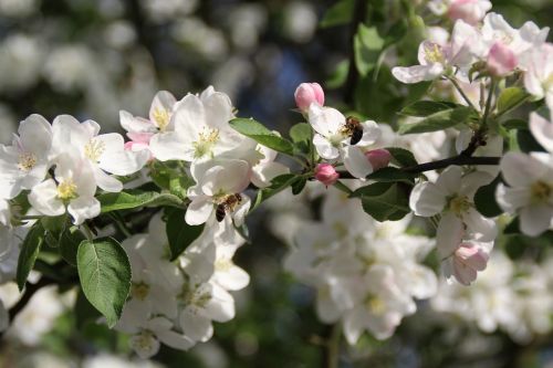 spring apple apple trees