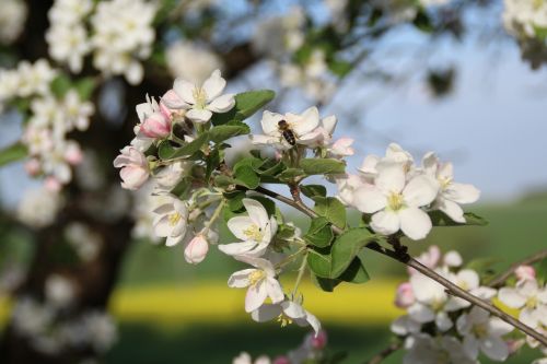 spring flowers apple