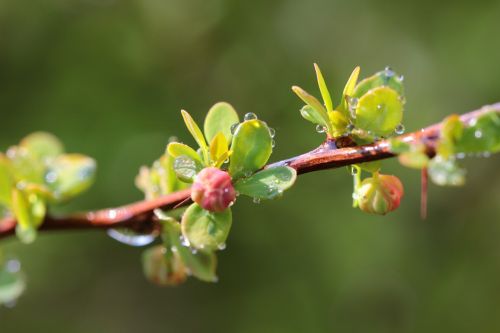 spring nature drops