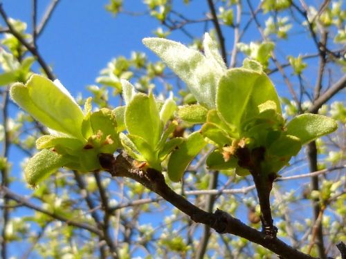 spring foliage bough