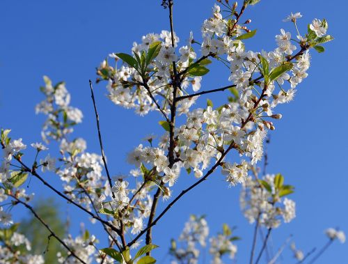 spring flowers nature