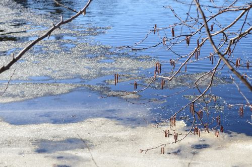 spring sea ice