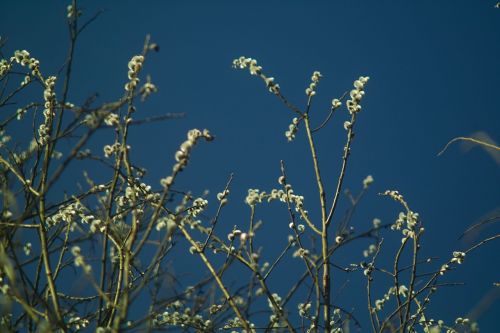 spring tree palm