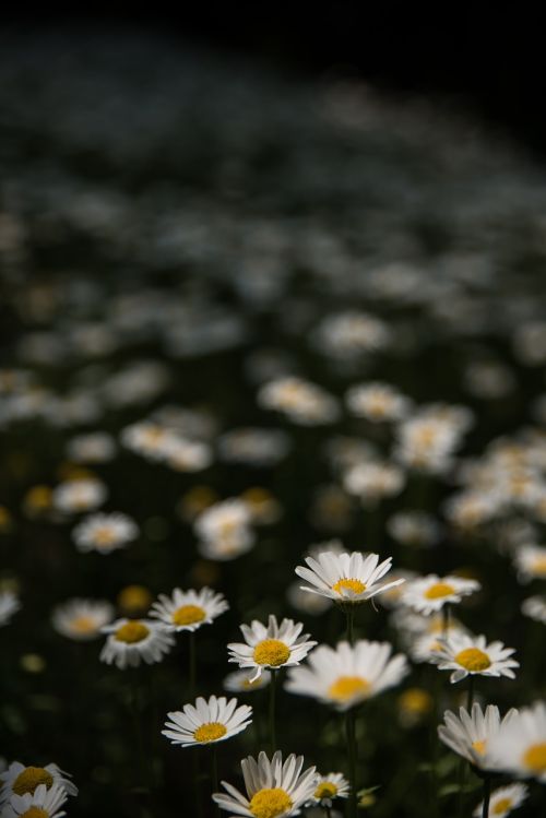 spring kogiku flower fields