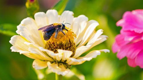 spring flower bee