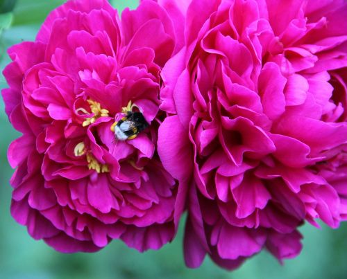 spring flowers peony