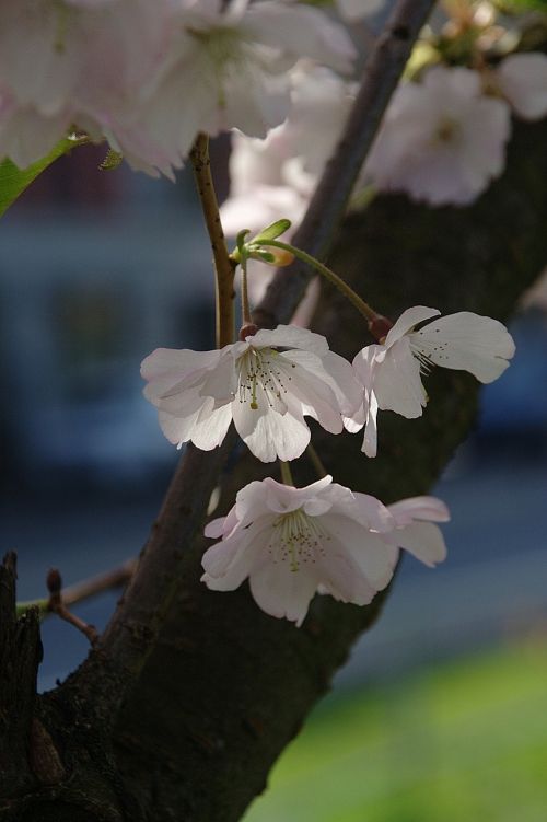 spring flowers blossom