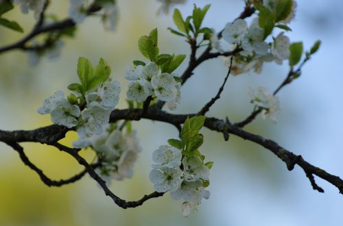 spring plum tree blooming