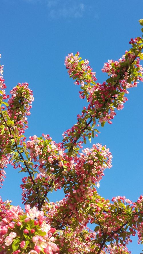 spring pink tree