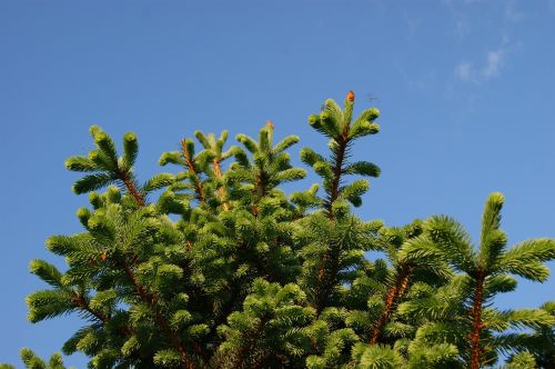 spring sky nature