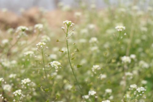 spring serenity wild flowers