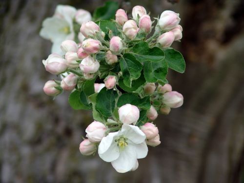 spring apple blossom nature