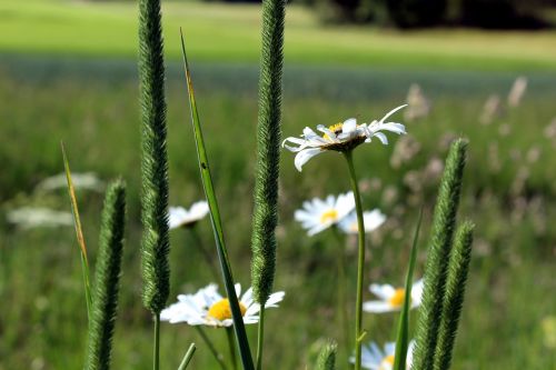 spring meadow flower