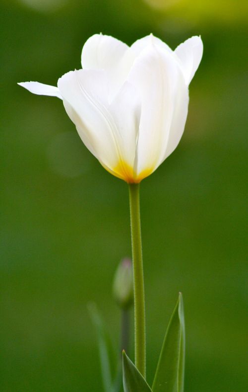 spring flower tulip