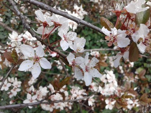 plumb spring bloom