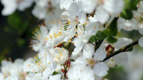 spring sunshine the orchard