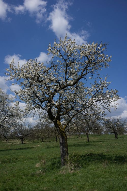 spring tree flower