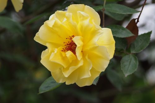 spring yellow flower rose
