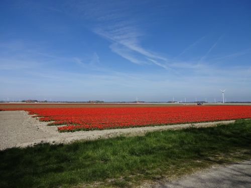 spring tulip field blue sky