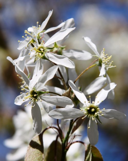 spring white flowers