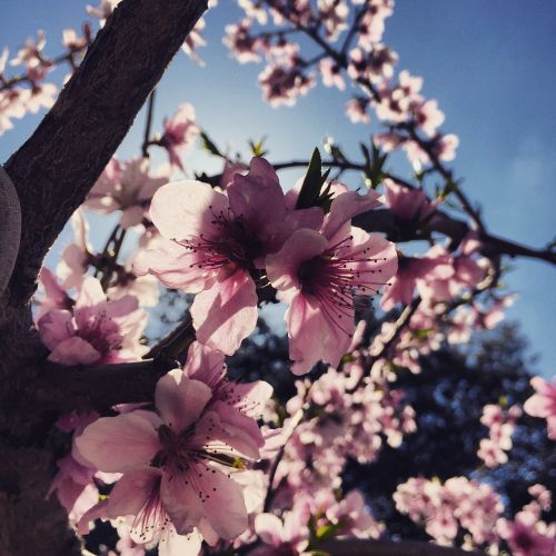 spring almond tree nature