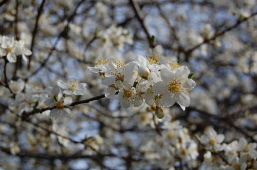 blossom spring flowers