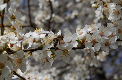 fruit tree spring flowers