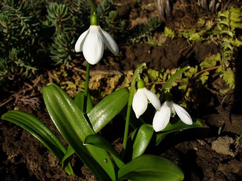 spring flower snowdrop