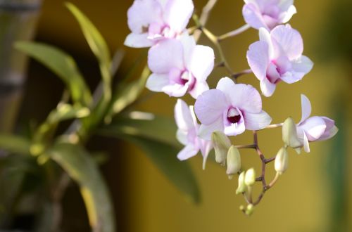 orquidea spring flowers