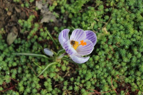 spring flower crocus