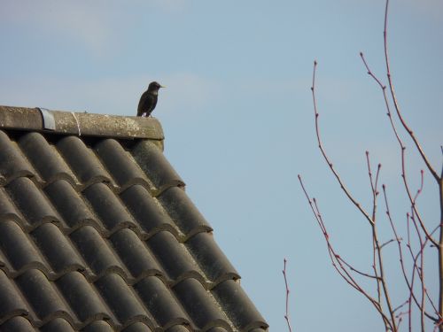 spring sky crow the roof of the