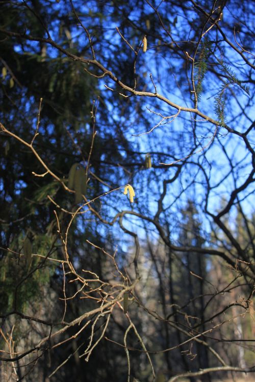 spring catkins birch