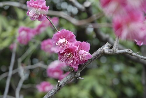 flowers pink wood
